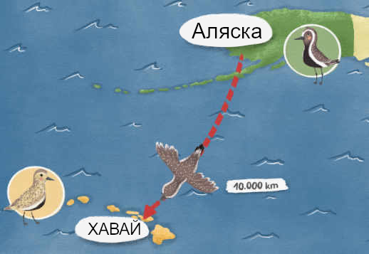 От Аляска до Хавай Vorschau